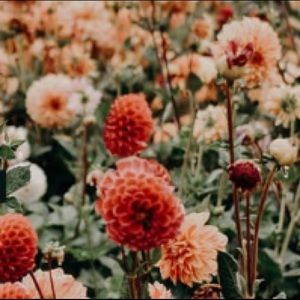 Meet your Posher, Kyra